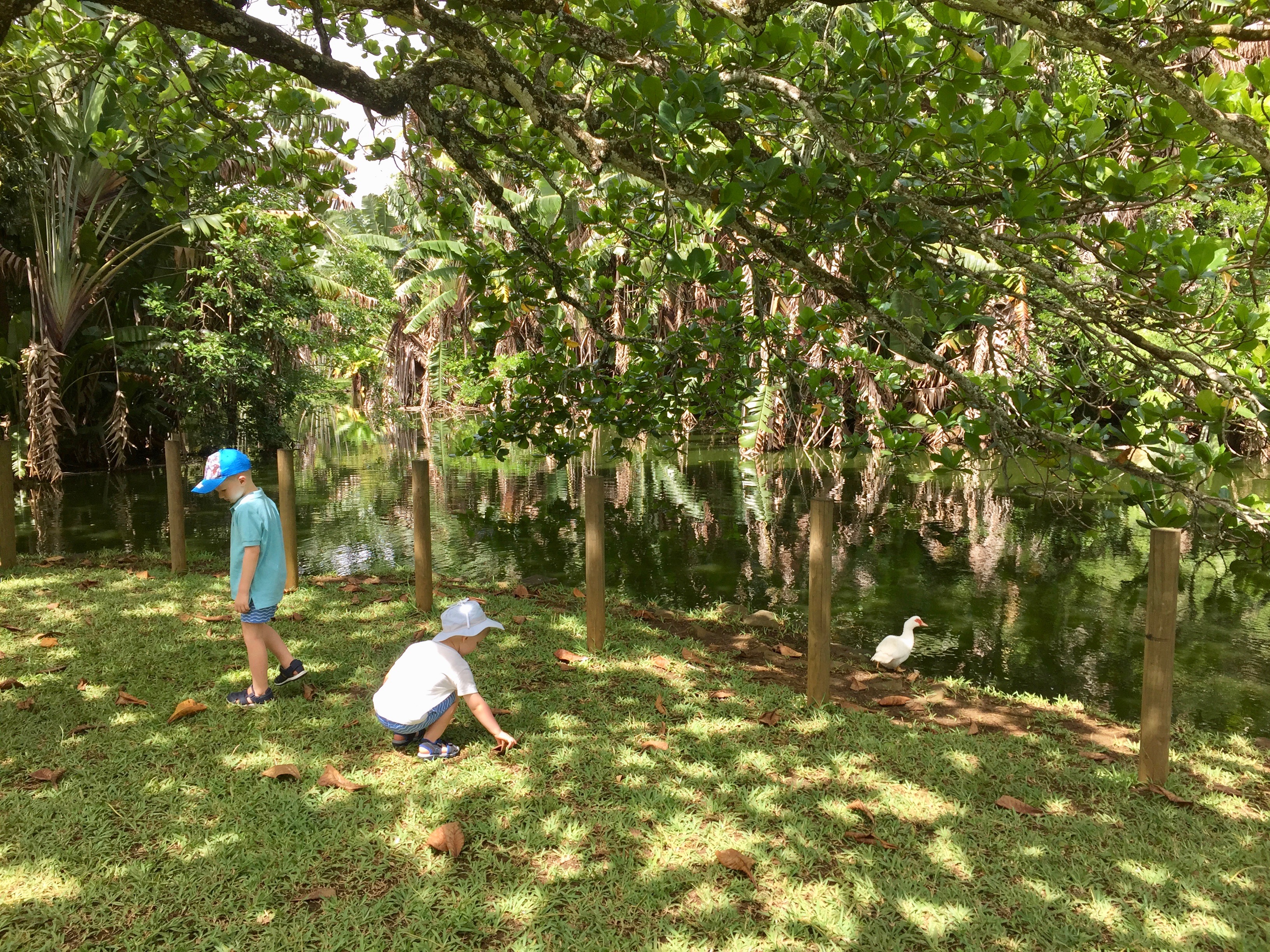 Mauritius with kids Pamplemousses Botanical Garden