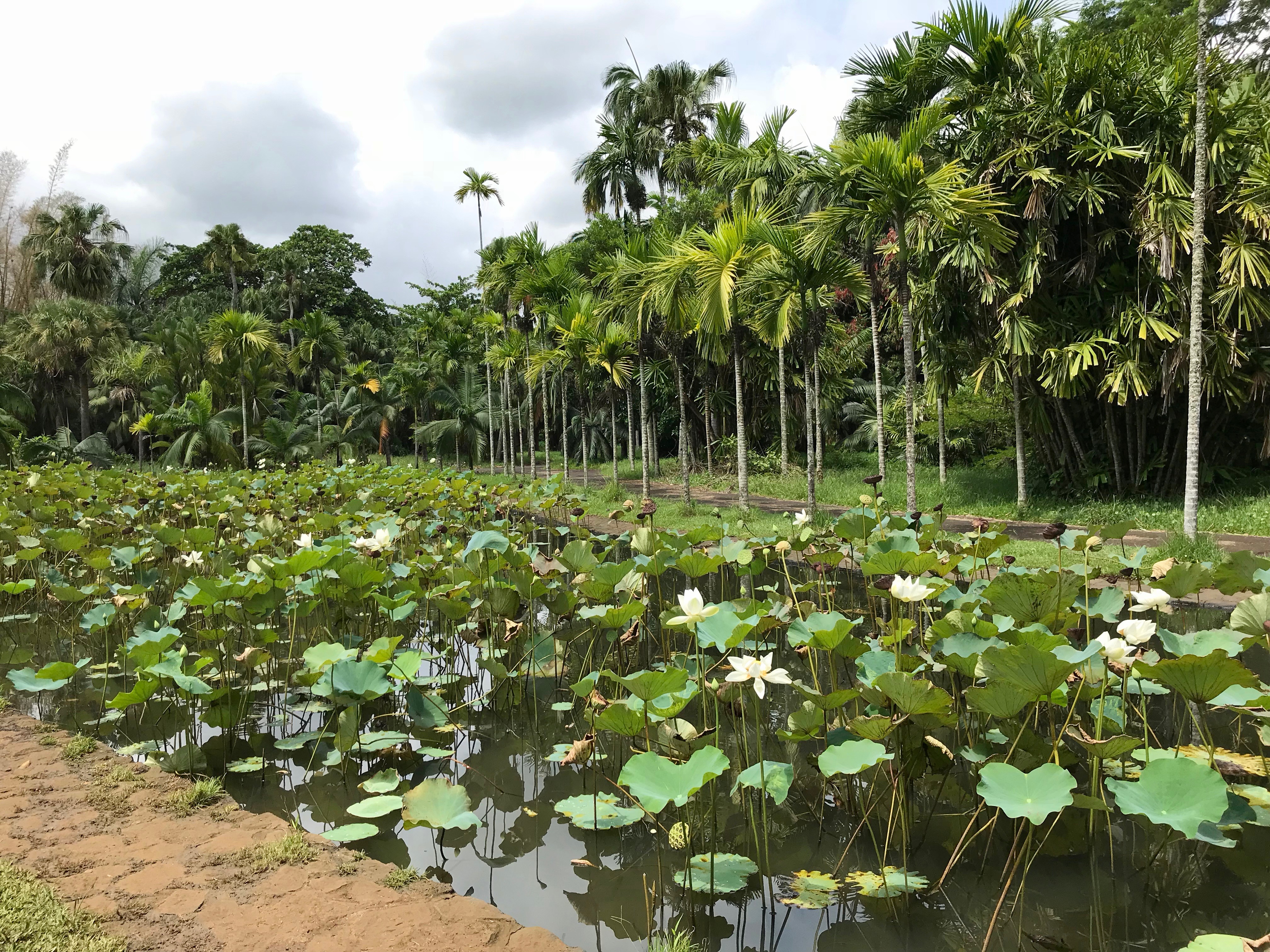 Pamplemousses botanical garden