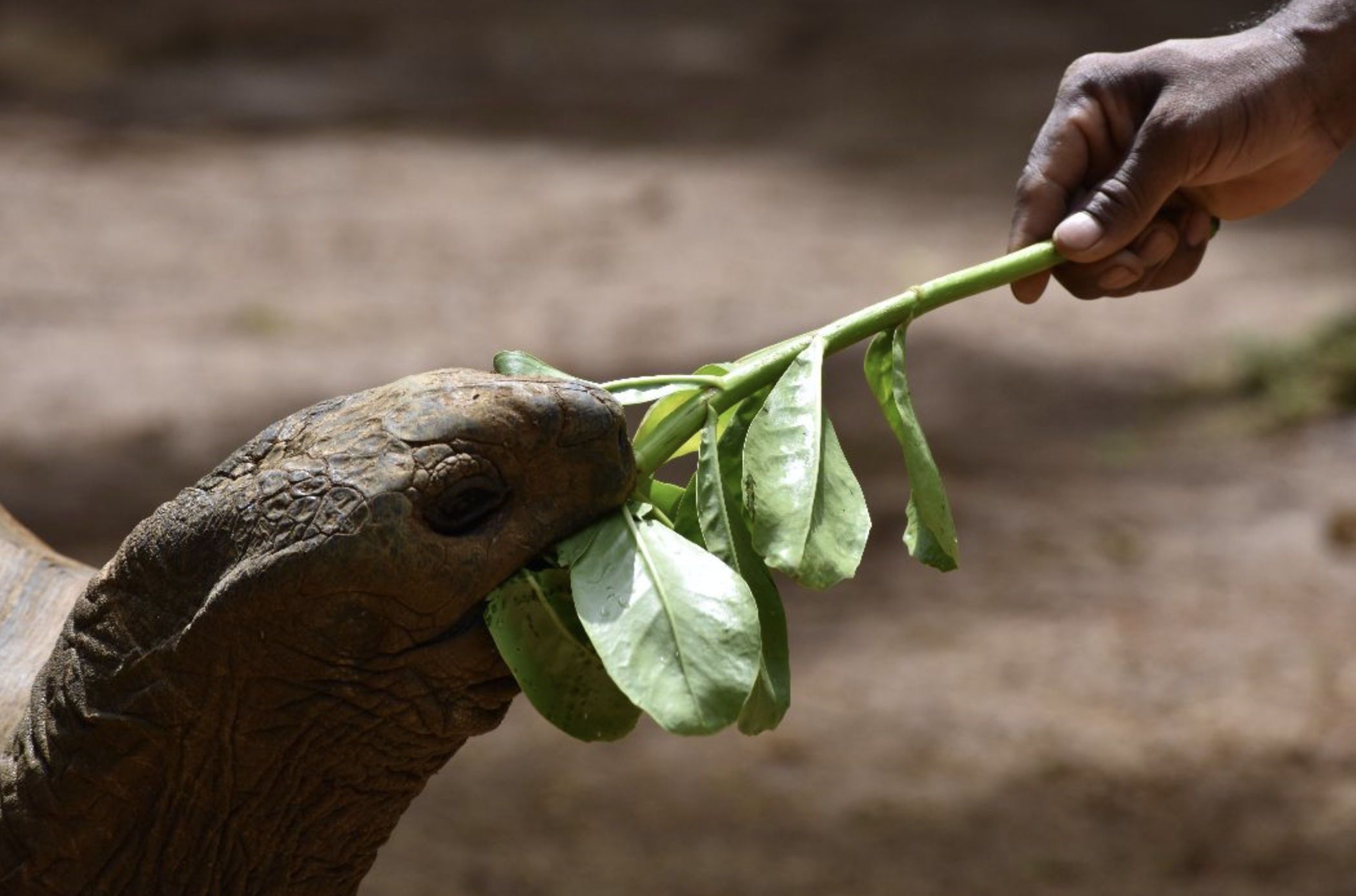 Tortoise that gets fed