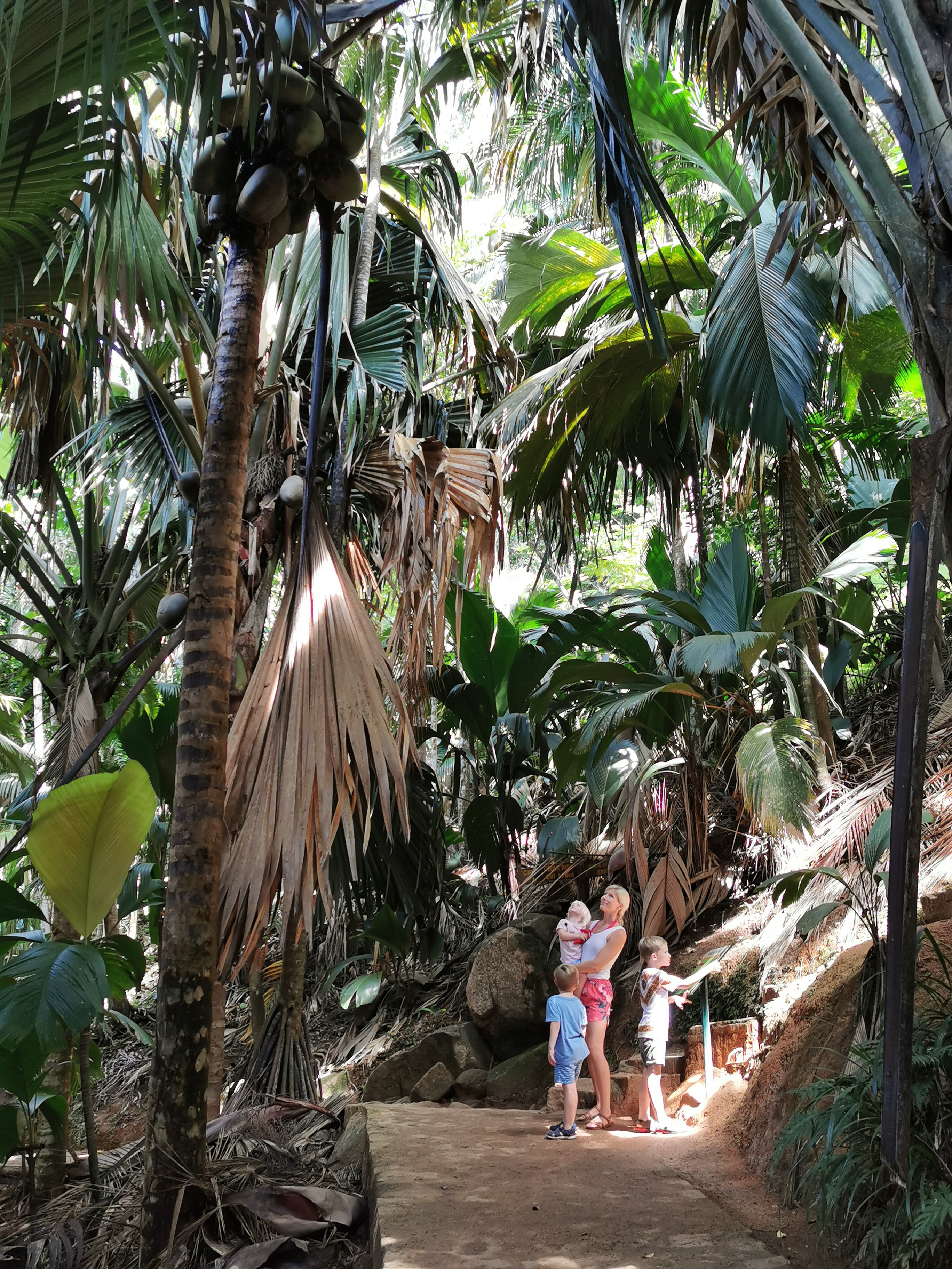 Vallee de mai nationalpark på Praslin